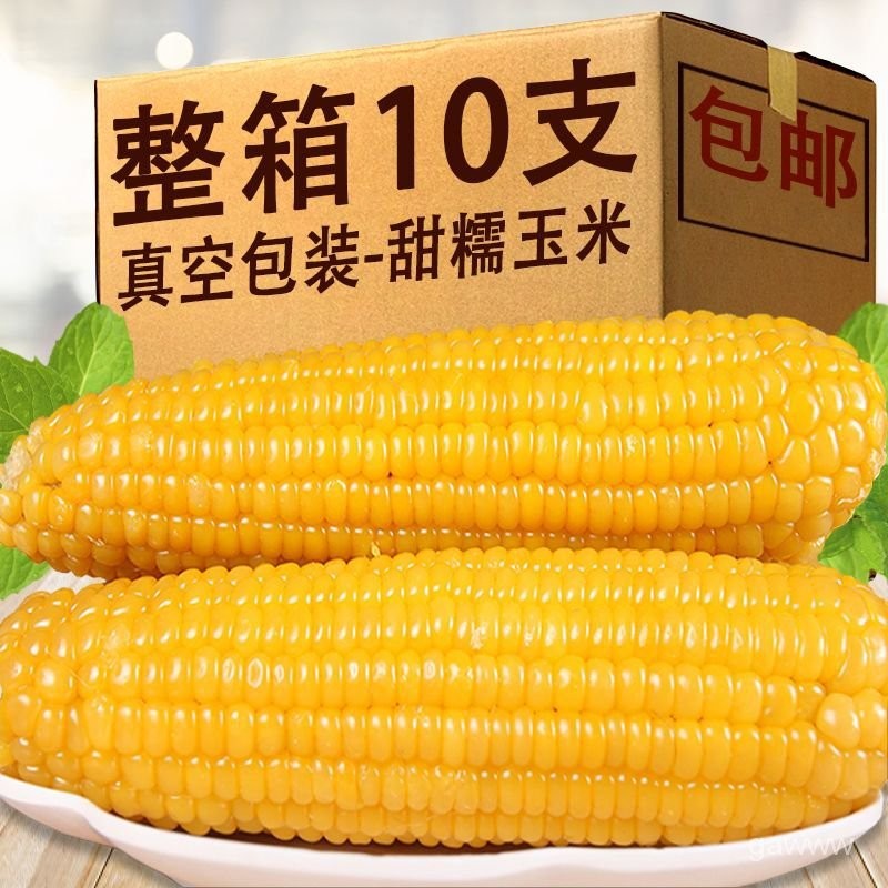 山西黃糯玉米 粘玉米 糯糯嘰嘰 新鮮 真空包裝 噹季玉米棒 小黃玉米