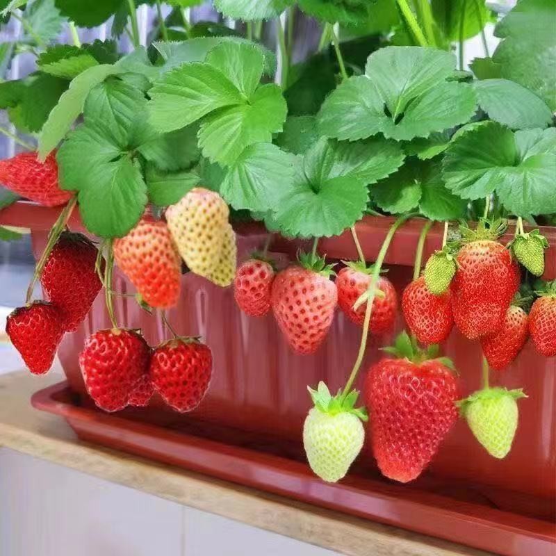 🔥【草莓種子】多款草莓種子 奶油草莓黑珍珠草莓 白巧克力草莓 丹東草莓種子 四季草莓種子 小院陽台水果種植 盆栽地栽