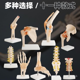 🔥桃園有貨/限時下殺🔥人體膝關節模型功能肩 肘 手 腳 髖可動骨骼醫學骨架六大關節 PWCU
