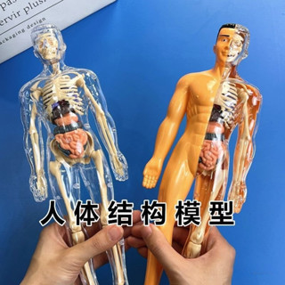 桃園出貨 人體器官玩具人體骨架模型模擬拚裝軀幹結構內臟科敎類玩具 人體器官模型 人體拚裝模型 人體器官模型 人體模擬模型