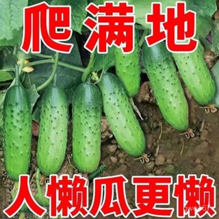 不搭架滿地爬水果黃瓜種子 四季庭院陽臺盆栽黃瓜籽種高産蔬菜種【酷農種業】