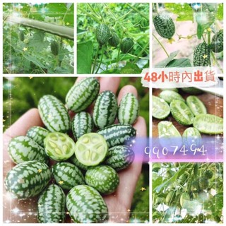 🧙‍園藝家🌱【可食用拇指西瓜】有機拇指西瓜種子高產迷你拇指西瓜籽手指西瓜種子水果種子大全瓜果水果種子盆栽四季西瓜種子
