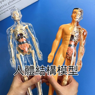 ✈新北發貨✨公司貨 人體拼裝模型 人體器官模型 人體模擬模型 人體器官玩具 人體骨架模型 模擬拚裝軀幹結構內臟科敎類玩具