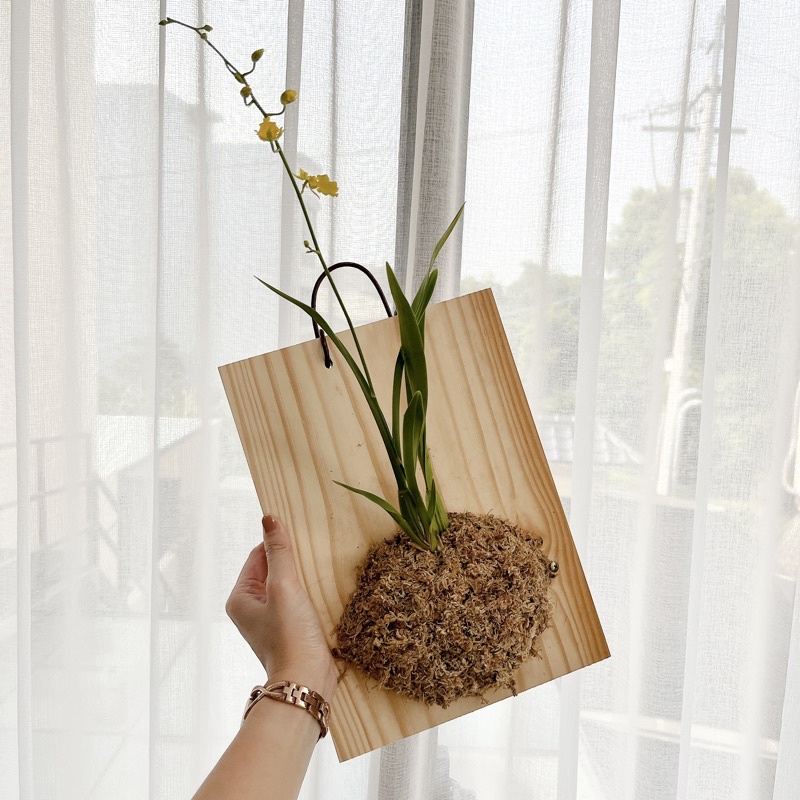 黃花文心蘭，綠植上板，室內擺設療癒小綠植，質感木紋🍃沐植部🍃