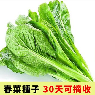 F蔬菜種子 大葉春菜種子老品種春芥菜種籽 潮州耐熱春菜 白骨 大田用種高產量