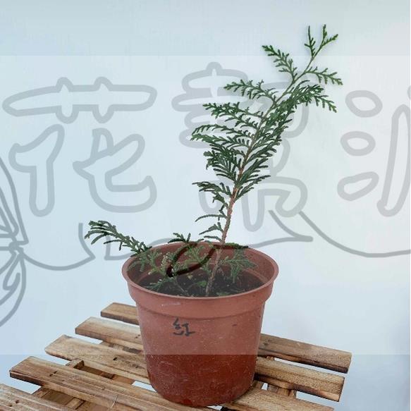 花幫派_小品盆栽—紅檜--常綠喬木~國寶級樹種/3吋