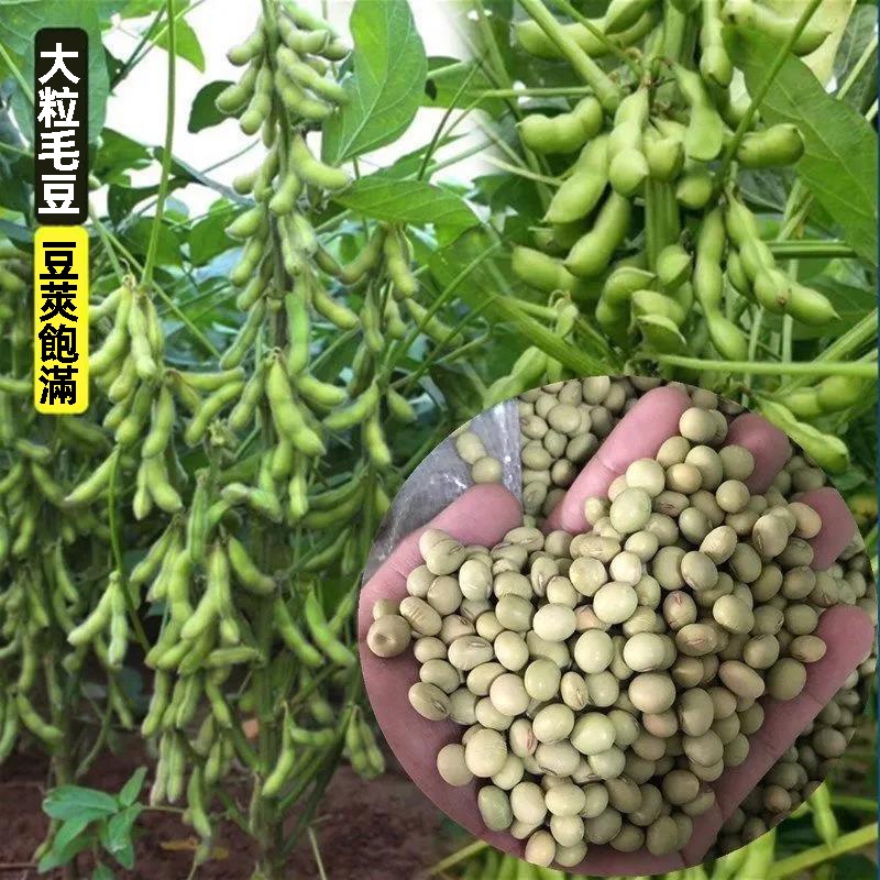 菜毛豆種籽 早熟大莢毛豆種子 黃豆種子 毛豆種子 高產甜脆 四季青黃豆鮮食菜豆 蔬菜種子高产量