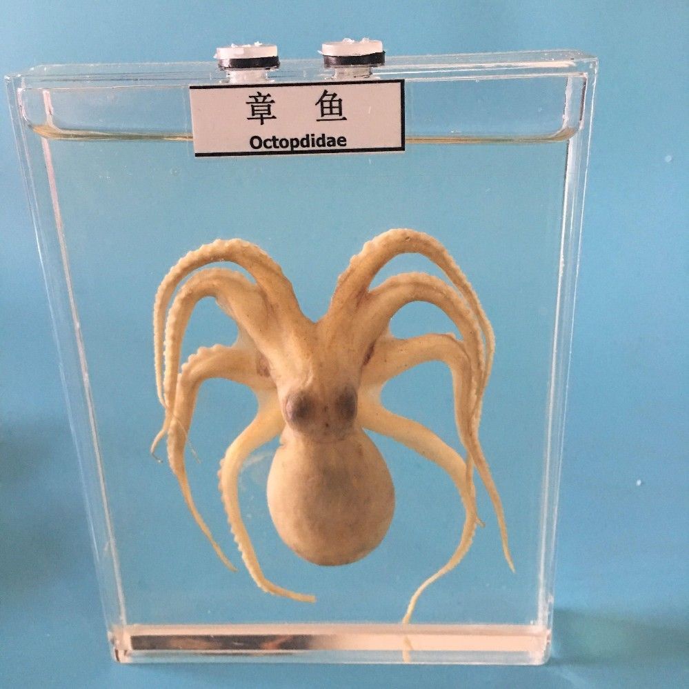 A⭐【賣傢優選】真實動物標本盒海洋生物鯊魚鯽魚海螺蝸牛壁虎蛇蜘蛛蛙的髮育浸104