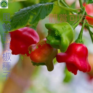 🌱風鈴觀賞椒種子 寶燈籠辣椒 盆栽觀光果形奇特能觀賞還能好吃 種子 種籽【green園藝花坊】