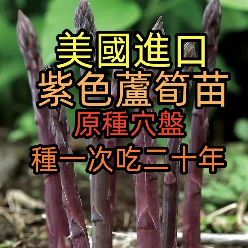 【紫色蘆筍種苗】多年老苗原種穴盆一次種植多年收收益綠植蔬菜苗水果蘆筍食用蘆筍種根 種子 花卉 花苗