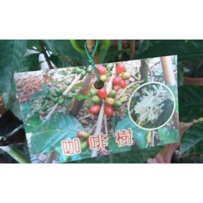 花囍園_香草水果苗—咖啡樹(阿拉比卡)--花期約在2~3月~咖啡結實鮮紅美麗/6吋高約25-30cm