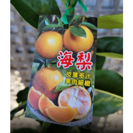 花囍園_水果苗—海梨柑--橙黃色~ 桶柑品系 /4.5吋高約60-70cm