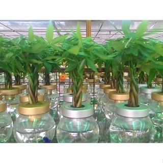 花囍園_室內送禮盆栽—馬拉巴慄(辮子狀)--水耕瓶~發財樹、招財樹/3吋盆高約10-15cm/售300特價250