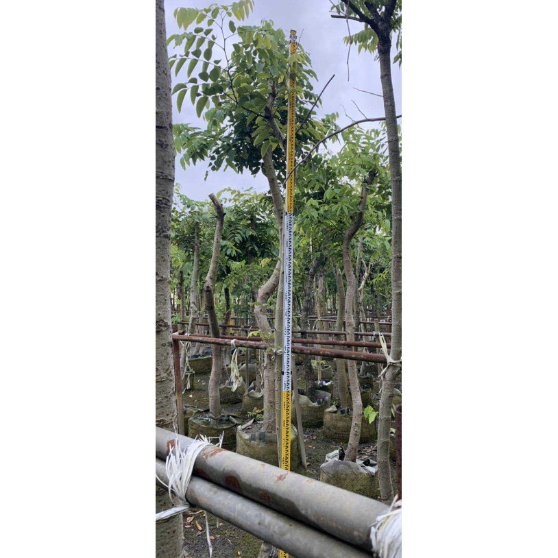 花囍園_喬木植物—阿勃勒-- 米徑5公分~可作景觀樹或行道樹之用 /成數高約2-2.5米/特價3880