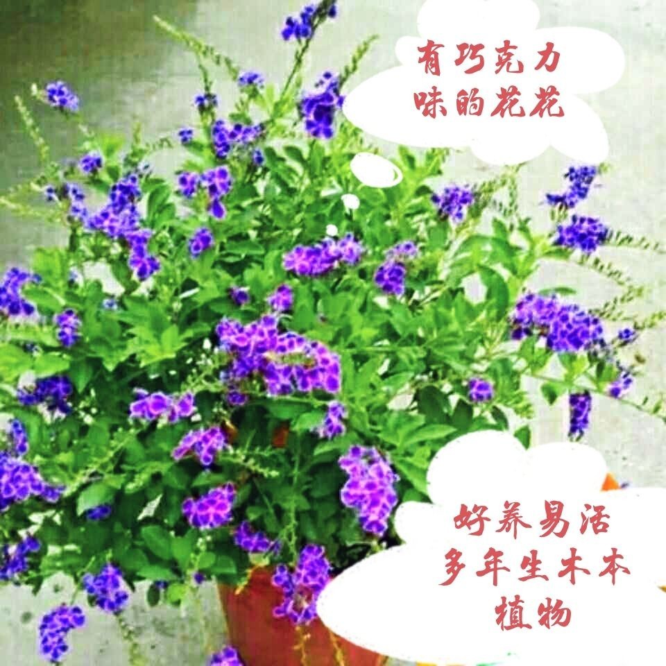 日式盆栽藍精靈 巧克力花 蕾絲紫金露多年生木本植物陽臺庭院耐熱耐旱花卉 爆款热销富可發