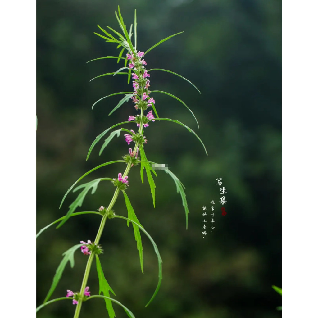 ❀健康伴侶 可食用 益母草“九重樓” 東北野花草 調理經期 種子 發芽率高達90% 耐寒耐旱易養活 超優惠 補血益氣