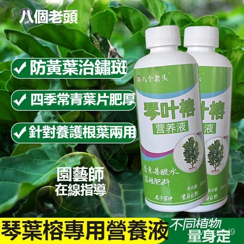 琴葉榕 營養液 大琴葉榕 肥料 專用肥 髮黃 葉銹斑 觀葉植物 專用肥液體