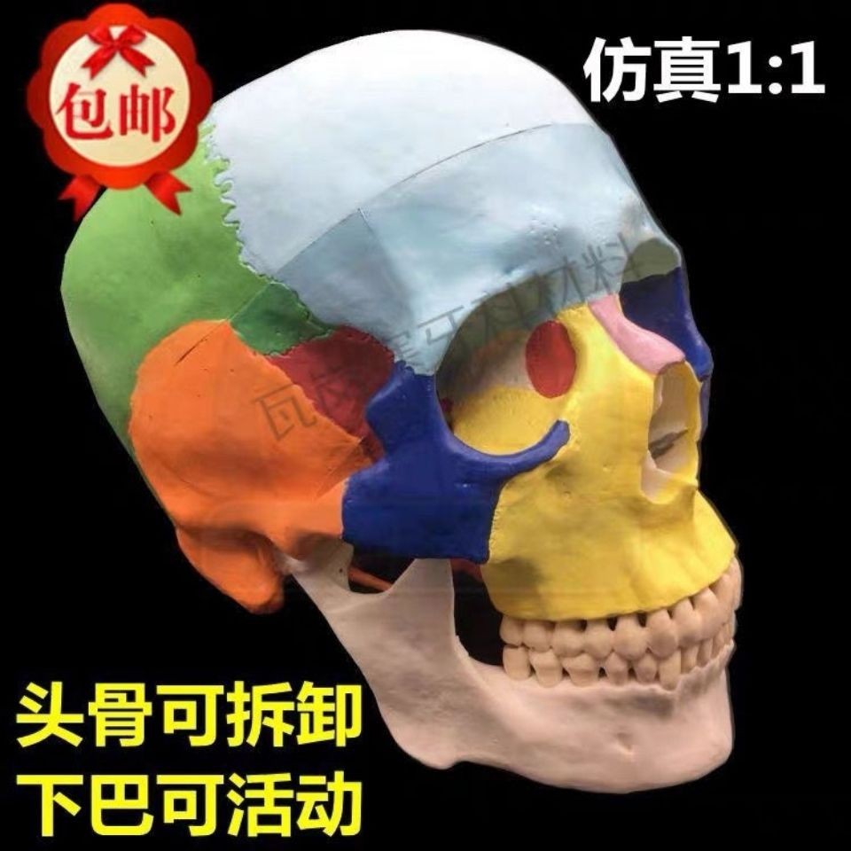 小百合模人體頭骨模型 1:1彩色頭顱骨模型骷髏頭模型可拆卸口腔模型模型展示模型