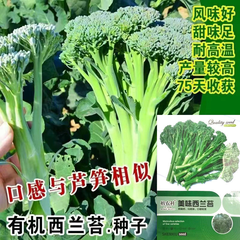 西蘭苔種子種籽西蘭花種籽苗芥藍芥蘭菜四季菜苔蔬菜孑菜心秧苔菜蔬菜種子【酷農種業】