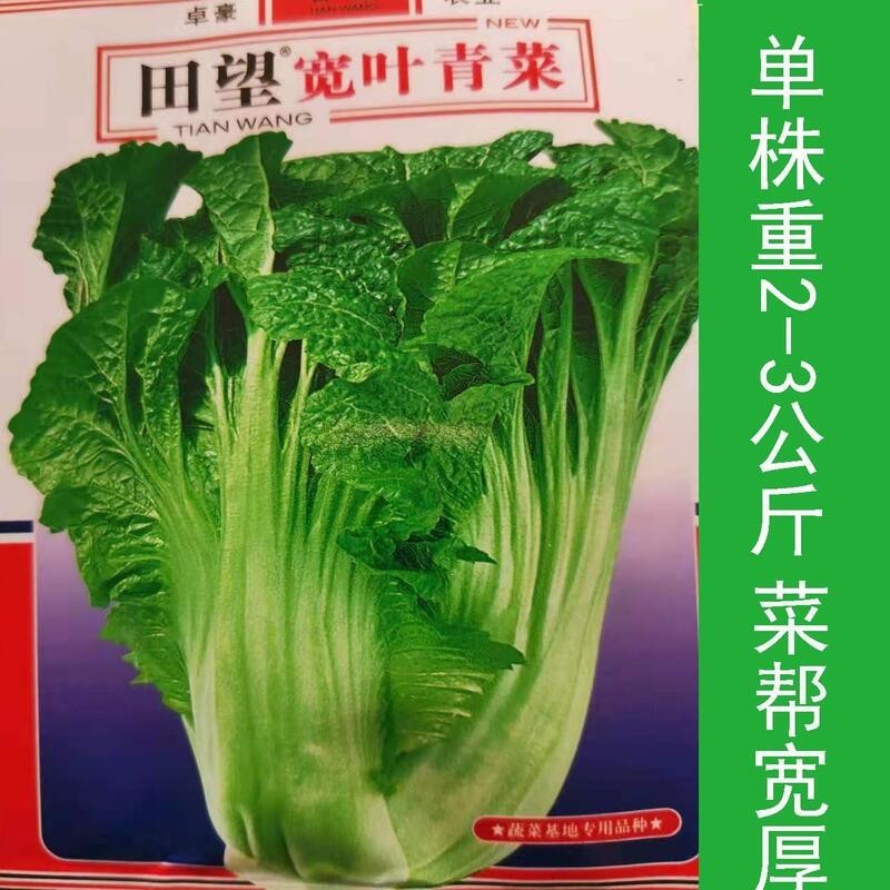 種子 寬葉青菜種子貴州酸菜幫寬厚芥菜種籽高產四季蔬菜用種/種籽