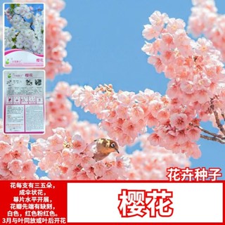 網紅植物 不錯看~ 熱銷 新采櫻花種子 樹種子紅櫻花種子 粉色櫻花 白色櫻花 盆栽美觀
