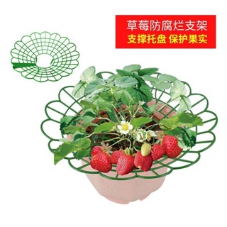 優選🌸種植支架 植物爬藤架 種菜園藝支架草莓種植架栽培架立體草莓種植架 草莓支架 草莓託盤 草莓架