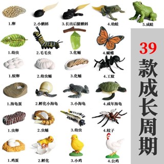 🎊新品下殺🎊幼兒園啟蒙 模擬動物成長週期模型 迷你動物 海龜 蜜蜂 七星瓢蟲 生長期