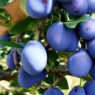 新采西梅樹種子西梅皇後女神藍蜜法蘭西梅地栽盆栽種植水果樹種子兮兒花坊
