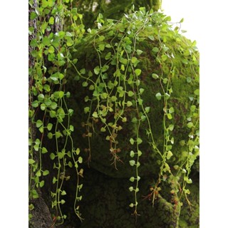 ▼JVW森系小葉爬山虎藤條手感做舊模擬綠葉壁掛裝飾植物角纏繞遮擋吊飾