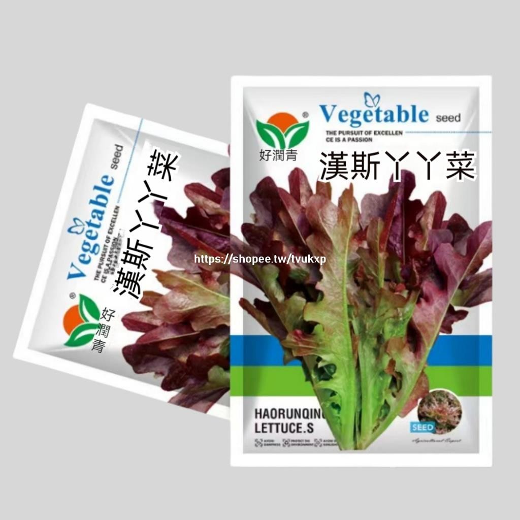 🔥（漢斯丫丫菜種子）A169 紫色沙拉生菜花葉油麥菜種子 牙牙菜種子 蔬菜種子 原廠包裝 一包約2g 超高發芽率
