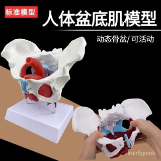 🔥桃園有貨/顯示下殺🔥動態女性腰椎骨盆模型關節可動女性骨盆示範模型人體活動骨骼 WILA