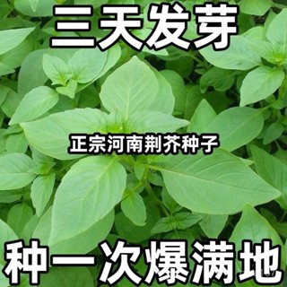 大葉荊芥種子河南荊芥種子四季耐熱抗病陽臺盆栽蔬菜荊芥菜種子【酷農種業】