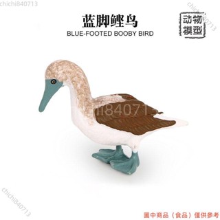 ✨臺灣廠商下殺✨模擬動物模型小鳥玩具藍腳鰹鳥魚鷹模型海鳥兒童認知動物場景擺件lldd818