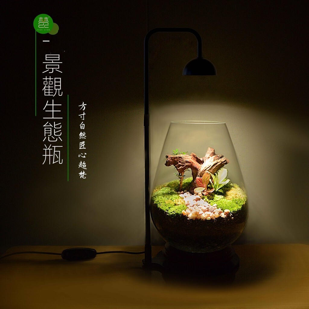 梵農成品微景觀創意雨林造景苔蘚桌麵盆栽生態瓶懶人辦公室綠植