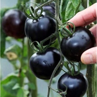 熱銷24款番茄種子大全 巧克力番茄聖女果小番茄瀑布小番茄番茄黑珍珠番茄家庭庭院蔬菜種子高產量易種