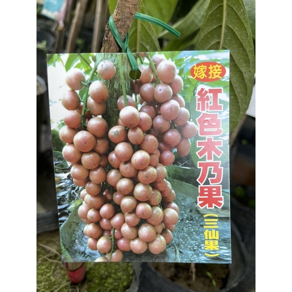 木奶果/木奶果苗/永吉種苗園
