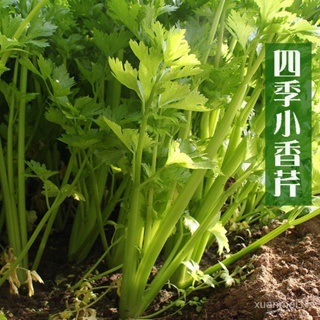 大田蔬菜種子 芹菜種子 四季小香芹種子 西芹 高產小白芹菜種子高产量