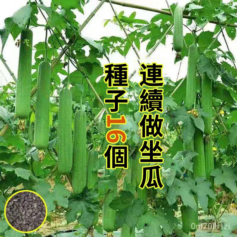 蔬菜種子 絲瓜種子 肉絲瓜種子 四季易種蔬菜 陽台庭院盆栽早熟高產高产量
