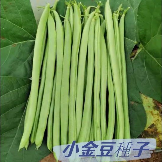 L0011豆角種子 小金豆種子青豌豆种四季豆蔬菜種子 豆角種子 春秋播種高产量