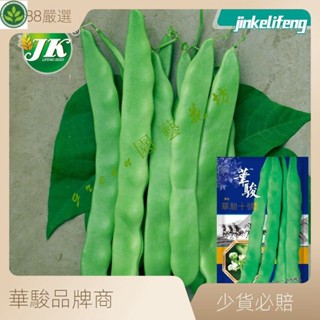🌱豆角種子綠色寬扁肉厚早熟四季豆種籽綠龍金龍春秋播蕓豆蔬菜種孑 種子 種籽【green園藝花坊】