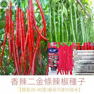 🌱香辣二金條辣椒種子紅綫椒種子四川辣椒種子二荊條辣椒籽高産特長 種子 種籽【green園藝花坊】