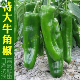 🌱特大牛角椒種子大果青椒陽臺庭院辣椒種籽微辣高産蔬菜種子四季 種子 種籽【green園藝花坊】