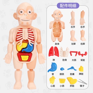 兒童啟智科教人體器官模型擺件DIY拼裝STEAM醫學早教益智玩具