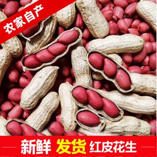 【新貨】東北紅皮花生帶殼生花生米批發新鮮曬幹小粒花生炒熟花生