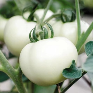 白砂糖櫻桃番茄種子 白鑽石 白果番茄 蔬菜水果種子 白色番茄種子 盆栽地栽 稀有品種福源花藝 花卉大全 種子