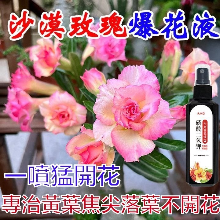 【一噴爆盆】沙漠玫瑰營養液 桂花 繡球 草莓 嫁接 三角梅專治 黃葉 幹尖 不開花 壯苗 葉麵肥 肥料 延長花期 爆花液