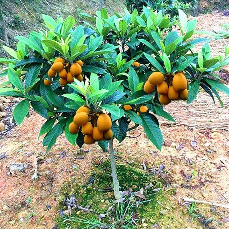 嫁接枇杷種子大五星果種子地栽南北方種植盆栽大五星琵琶苗噹年結果水果種子【臺北花花園藝種子店】