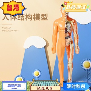 台灣熱賣 人體模型兒童玩具stem認知科教益智器官組裝骨骼骨架構造