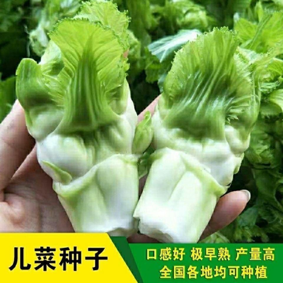 兒菜種子四川特産四季播娃娃菜抱子芥菜秋季蔬菜種子早熟易種原裝蔬菜種子【酷農種業】