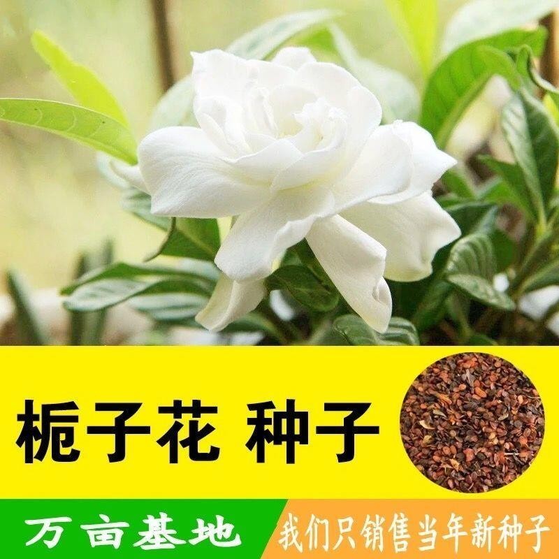 種子 重瓣梔子花種子花香濃郁四季開花室內陽臺植物盆栽易種易活植物籽/種籽